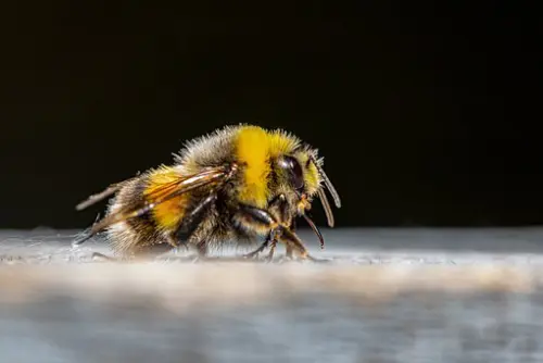 Bee-Elimination--bee-elimination.jpg-image