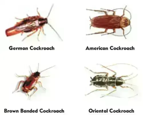 Cockroach-Extermination--cockroach-extermination.jpg-image