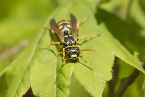 Yellow-Jacket-Elimination--in-Penney-Farms-Florida-yellow-jacket-elimination-penney-farms-florida.jpg-image